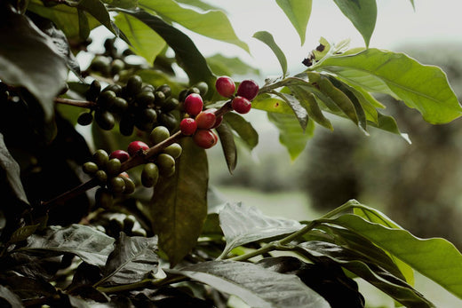 The Evolution of Coffee: From Ancient Brew to Modern Masterpiece