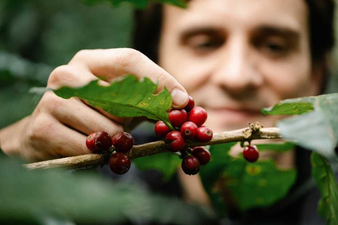 The Secrets Behind Ethically Sourced Coffee—and Why It Tastes Better