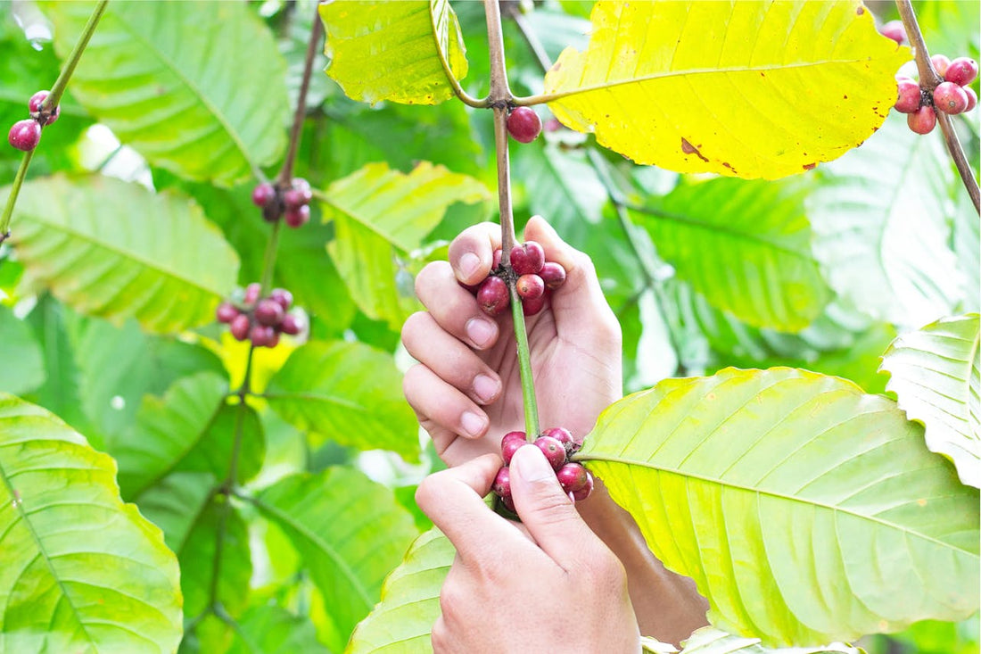 Beyond Beans: How Coffee Farmers Are Crafting the Future of Gourmet Brews